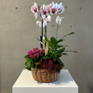 European Garden  Flower Delivery in Surprise, AZ